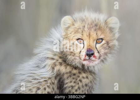 Gepard (Acinonyx jubatus) Jungtier mit blutverschmiertem Gesicht in Nahaufnahme, Philippolis, Südafrika, Afrika Stockfoto