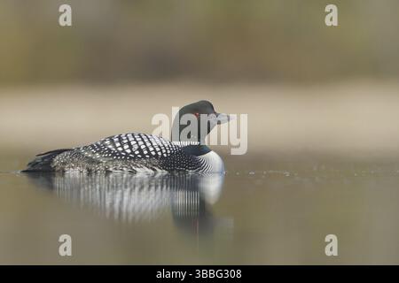 Great Northern Loon (Gavia immer), British Columbia, Kanada, Nordamerika Stockfoto