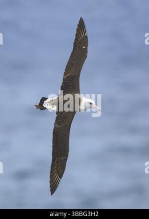 Laysan Albatross (Phoebastria immutabilis) fliegen, Hawaii, USA, Nordamerika Stockfoto