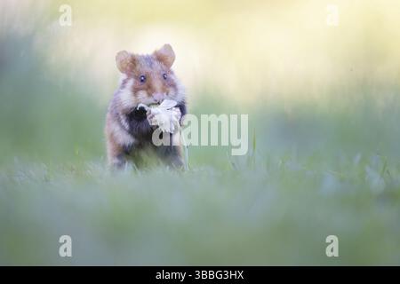 Feldhamster (Cricetus cricetus) auf der Wiese mit Blüte in den Pfoten, Wien, Österreich, Europa Stockfoto