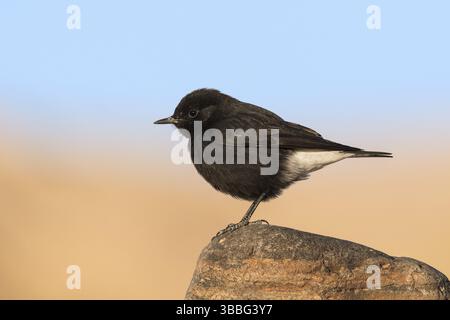 Trauer Wheatear (Oenanthe lugens warriae) auf einem Stein, Eilat, Israel, Asien Stockfoto