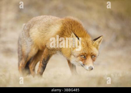 Rotfuchs, Vulpes vulpes Rotfuchs, Vulpes vulpes Stockfoto