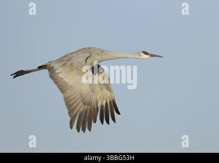 Sandhill Crane (Antigone canadensis) fliegt, New Mexico, USA, Nordamerika Stockfoto