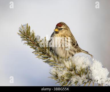 Rotpoll (Acanthis flammea) weiblich, Saskatchewan, Kanada, Nordamerika Stockfoto