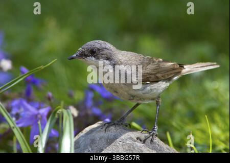 Kleiner Whitethroat (Sylvia curruca) auf einem Stein, Mecklenburg-Vorpommern, Deutschland, Europa Stockfoto