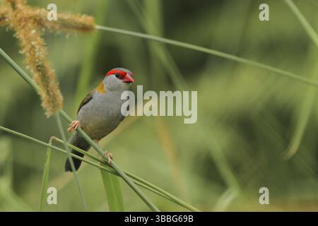 Rotbrauenfinke (Neochmia temporalis), Queensland, Australien, Ozeanien Stockfoto