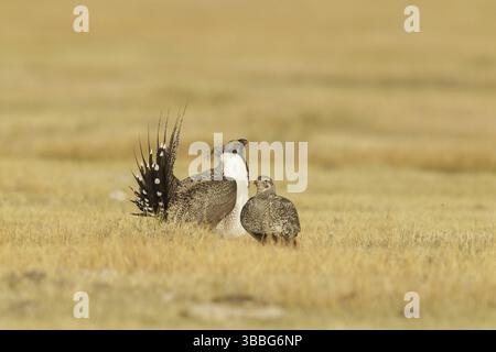 Salbei Grouse (Centrocercus urophasianus), Kalifornien, USA, Nordamerika Stockfoto