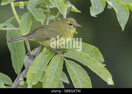Der orange gekrönte Warbler (Vermivora celata) thronte auf einem Zweig in Seward, Alaska Stockfoto