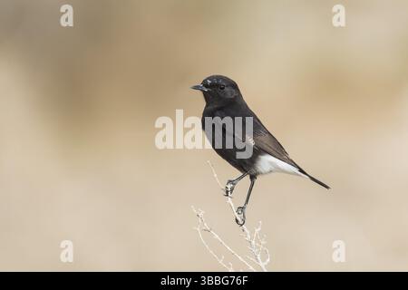 Trauer-Wheatear (Oenanthe lugens warriae) auf einem Zweig im Arava-Tal, Israel, Asien Stockfoto