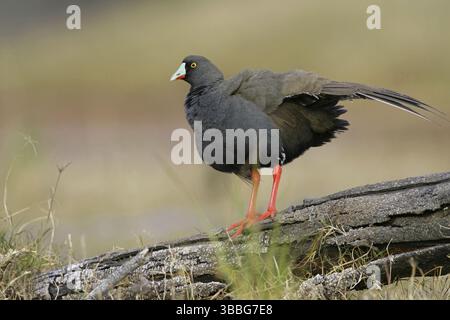 Schwarzschwanz Nativehen (Tribonyx ventralis), Victoria, Australien, Ozeanien Stockfoto