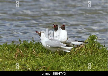 Schwarzkopfmöwe (Chroicocephalus ridibundus) zeigt, Texel, Niederlande Stockfoto