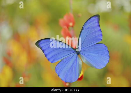 Blauer Schmetterling Morpho didius, der riesige blaue Morpho, sitzt auf orange roten Blüten, Peru. Schöner Schmetterling im Tropenwald. Insekt in der Natur Stockfoto