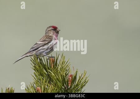 Liter Redpoll - Alpen-Birkenzeisig - Carduelis Cabarett, Slowakei, Erwachsene männlich, Europa Stockfoto