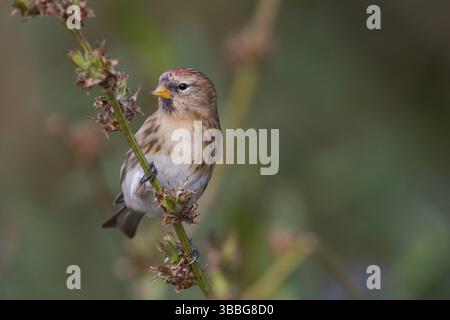 Liter Redpoll - Alpen-Birkenzeisig - Carduelis Cabarett, Deutschland, Europa Stockfoto