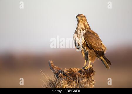 Gemeiner Bussard (Buteo buteo) auf einem Stumpf, Kastilien-La Mancha, Spanien, Europa Stockfoto
