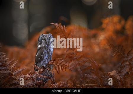 Herbstlichkeit, Eulen im Orangenfarnwuchs. Tierwelt im Herbst. Eulen, Detailporträt des Vogels im Naturraum, Deutschland. Vogel versteckt im Orang Stockfoto