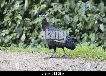 Guineafowl (Guttera pucherani), Südafrika, Afrika Stockfoto