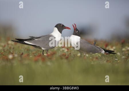 Laching Gull (Leucophaeus atricilla) Paar zeigt, Texas, USA, Nordamerika Stockfoto