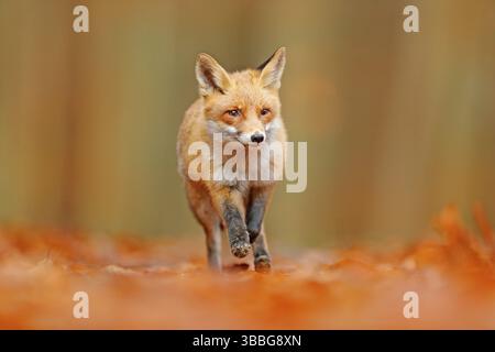Roter Fuchs läuft in orangefarbenen Herbstblättern. Niedlicher Rotfuchs, Vulpes, Herbstwald. Schönes Tier in der Natur Lebensraum. Orange Fuchs, Detail Porträt Stockfoto