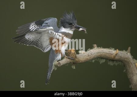 Belted Kingfisher (Megaceryle alcyon) Weibchen auf einem Zweig mit einer Fischbeute im Schnabel, Colorado, USA, Nordamerika Stockfoto