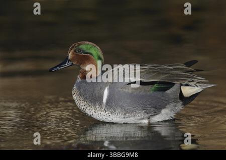 Grün-flügeliges Teal (Anas carolinensis) männlich, Arizona, USA, Nordamerika Stockfoto