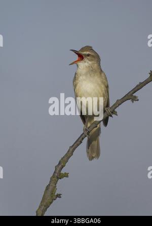 Großer Schilfwarbler (Acrocephalus arundinaceus) singend, Sachsen, Deutschland, Europa Stockfoto