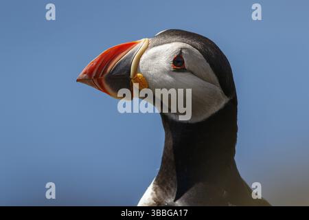 Atlantischer Puffin (Fratercula artica), Erwachsenenporträt, Schottland, Vereinigtes Königreich, Europa Stockfoto