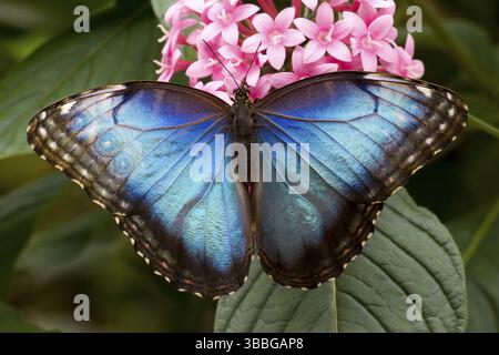 Blauer Morpho-Schmetterling (Morpho sp.), Costa Rica, Mittelamerika Stockfoto