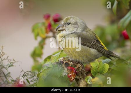 Parrot Gegenwechsel - Kiefernkreuzschnabel - Loxia pytyopsittacus, Deutschland. Weibliche Stockfoto
