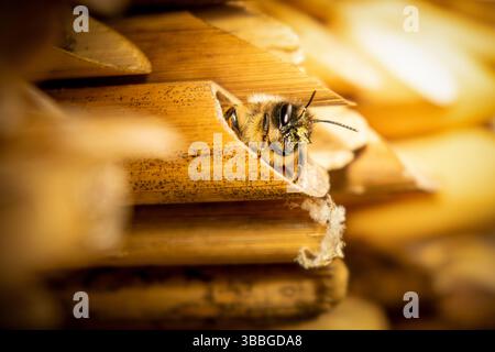 Eine einsame Biene blickt aus einer Bambusröhre in einem Bienenhotel heraus, bereit, ihre Frühjahrsarbeit als Bestäuber zu beginnen. Diese Nahaufnahme zeigt die faszinierende Mikr Stockfoto