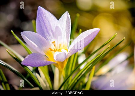 Krokusse erheben sich aus dem Boden des frühen Frühlings, in warmes Morgenlicht getaucht. Diese Nahaufnahme fängt das Wesen des saisonalen Erwachens mit hellen Blütenblättern b ein Stockfoto