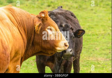 Limousin Bull auf grüner Weide folgt einer weiblichen schwarzen Kuh in Hitze oder Öst, schnüffelt sie und leckt sie, bevor sie sich paart. North Yorkshire, Großbritannien. Hor Stockfoto
