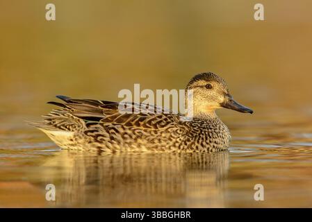 Grün-flügeliges Teal (Anas carolinensis) weiblich, Texas, USA, Nordamerika Stockfoto