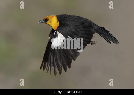 Gelbköpfiger Schwarzvogel (Xanthocephalus xanthocephalus) fliegt männlich, Kalifornien, USA, Nordamerika Stockfoto