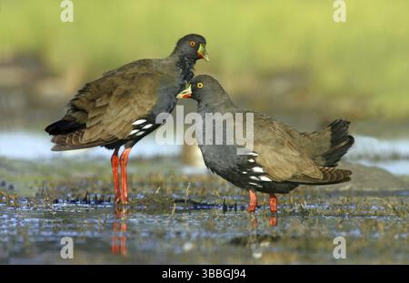 Schwarzschwanz Nativehen (Tribonyx ventralis), Victoria, Australien, Ozeanien Stockfoto