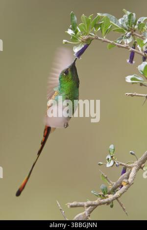 Rotschwanzkomet (Sappho sparganura) fliegt während der Fütterung an einer Blume in Bolivien, Südamerika Stockfoto