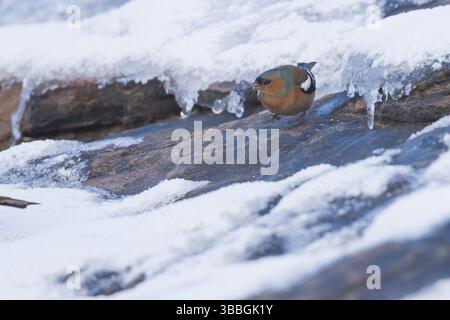 Buchfink - Fringilla Coelebs, ssp. Coelebs, Marokko, Erwachsene männlich, Afrika Stockfoto
