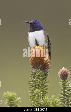 Ecuadorian Hillstar (Oreotrochilus chimborazo), Ecuador, Südamerika Stockfoto
