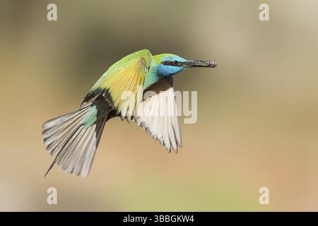 Grüner Bienenfresser (Merops orientalis) mit Biene im Schnabel, Eilat, Israel, Asien Stockfoto