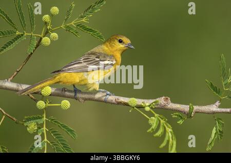 Orchard Oriole (Icterus spurius) Weibchen auf einem Zweig, Texas, USA, Nordamerika Stockfoto
