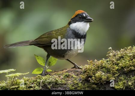 Arremon brunneinucha (Arremon brunneinucha), der auf einer Niederlassung in Kolumbien, Südamerika, thront Stockfoto