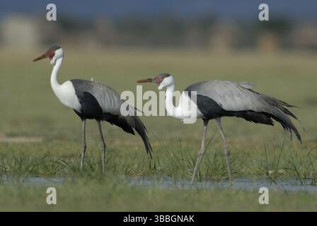 Wattled Crane (Grus carunculata), Äthiopien, Afrika Stockfoto