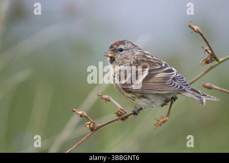 Liter Redpoll - Alpen-Birkenzeisig - Carduelis Cabarett, Deutschland, Europa Stockfoto