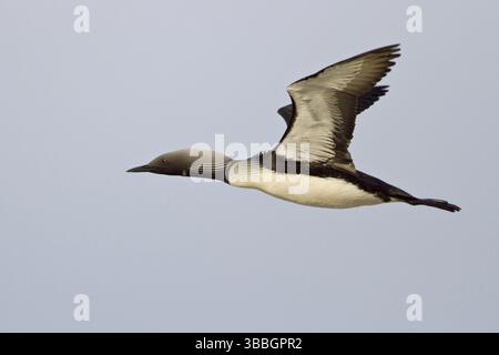 Pacific Loon (Gavia pacifica) Fliegen, Manitoba, Kanada, Nordamerika Stockfoto