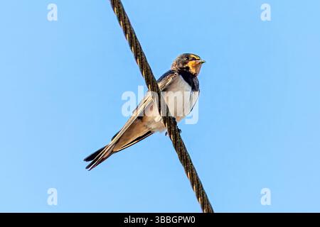 Barn Swallow, Walton-on-the-Naze, Essex, Großbritannien Stockfoto