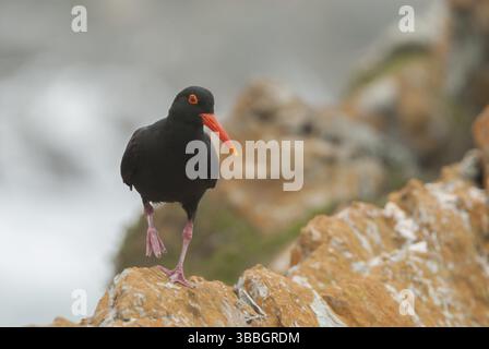 Afrikanischer Austernfänger (Haematopus moquini), Ostkap, Südafrika, Afrika Stockfoto