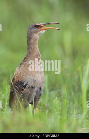 King Rail (Rallus elegans) Calling, Texas, USA, Nordamerika Stockfoto