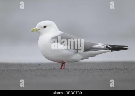 Rotbeinige Kittiwake (Rissa brevirostris), Alaska, USA, Nordamerika Stockfoto