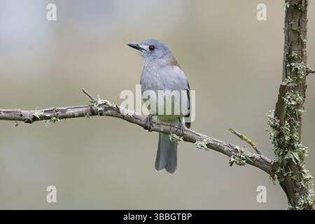 Graue Shrikethrush (Colluricinclua harmonica), Victoria, Australien, Ozeanien Stockfoto