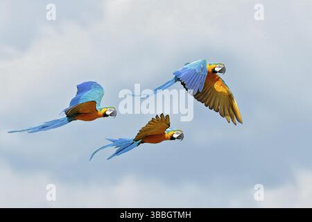 Blaue Papageienfliege. Großer Papagei im Flug. Ara ararauna auf dem blauen syk in Pantanal, Brasilien. Action-Wildlife-Szene aus Südamerika. Drei Vögel f Stockfoto